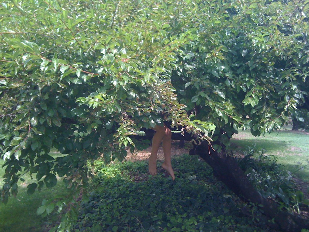 Child hiding in a tree, tree climbing