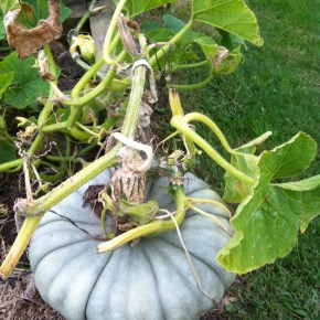 Now's the time to plant some pumpkin seeds/seedlings