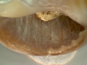 Inside of a shell.