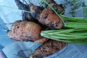 Carrots from our patch