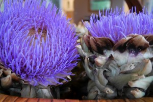 Flowering artichokes from the farm