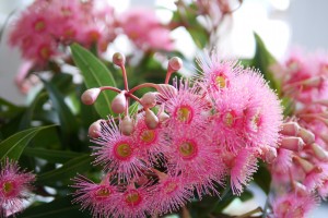 Flowering gum