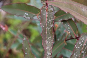 Raindrops on a gum leaf