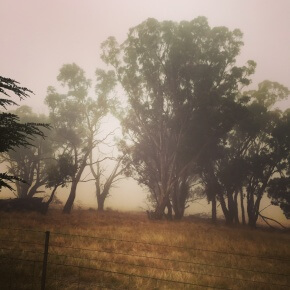 Scotch mist comes to the Southern Tablelands