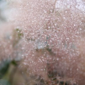 Melting snowflakes on a Cotinus