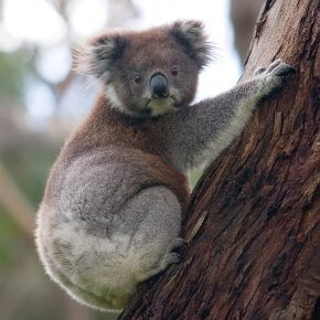 Koala_climbing_tree