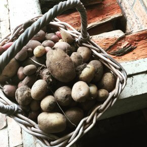 Such bounty from just six seed potatoes.