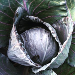 Chemical free, organic cabbage