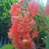 Flowering gums, faeries and scratchy jumpers…
