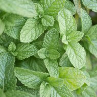 8 ways for kids to use Mint